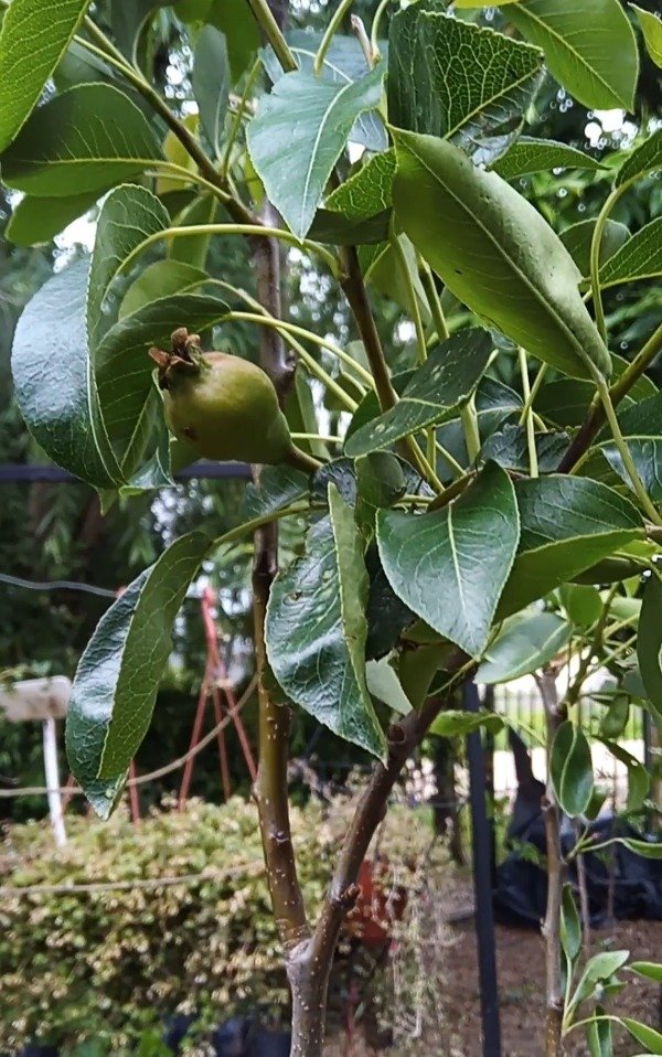 Producto - Pera