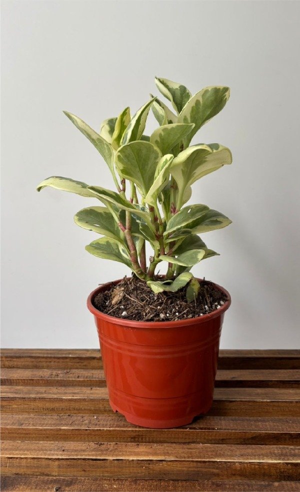 Producto - Peperomia variegada