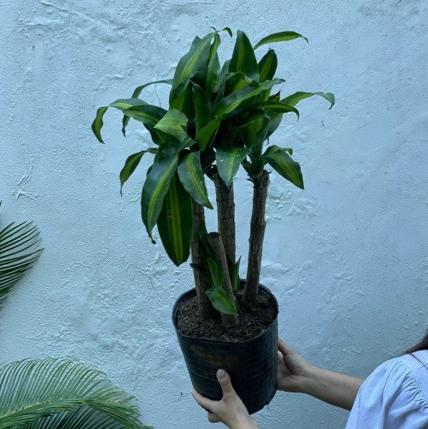 Producto - Palo de agua 5lts