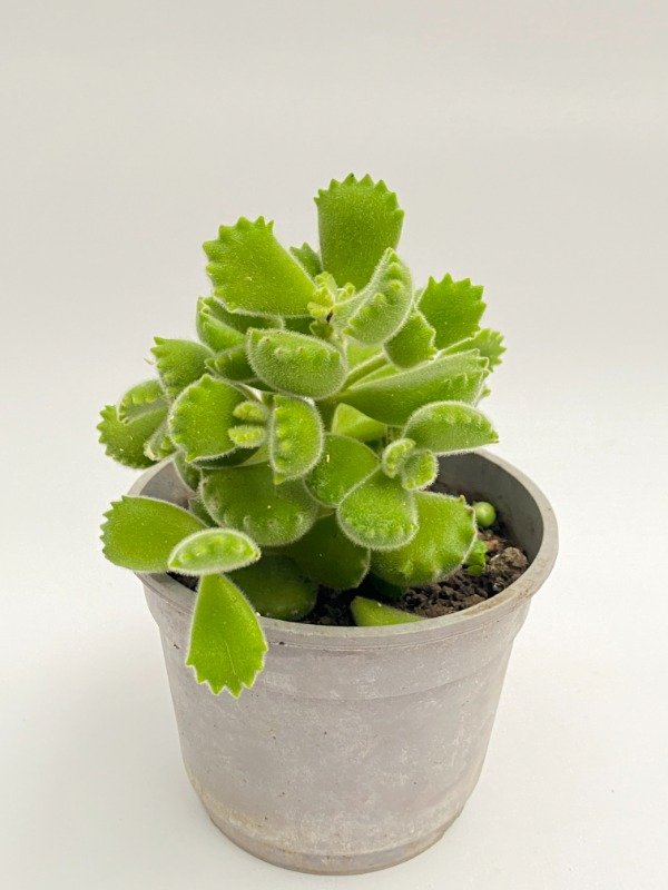 Producto - Suculenta Garrita de Oso en maceta N12