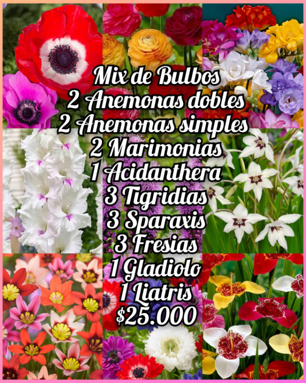 Producto - Mix de bulbos