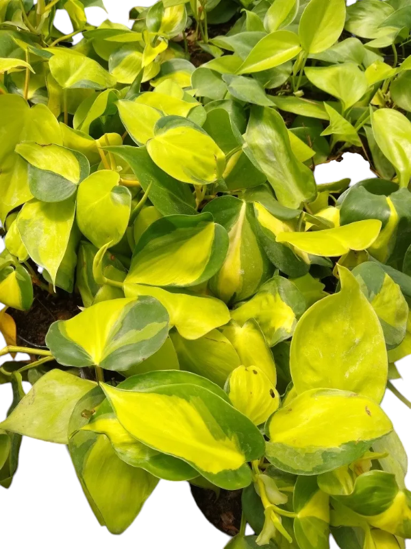 Producto - Pack 5 Philodendron cordatum brasilero - Maceta 12