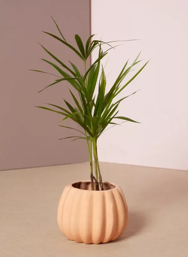 Producto - MACETA ADUKI