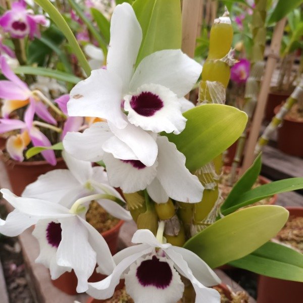 Producto - Dendrobium Orquídea - 1