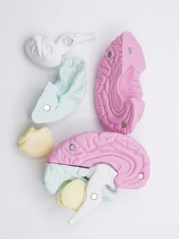 Producto - CEREBRO DIDACTICO IMANTADO - 2