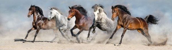 Producto - Animales 005