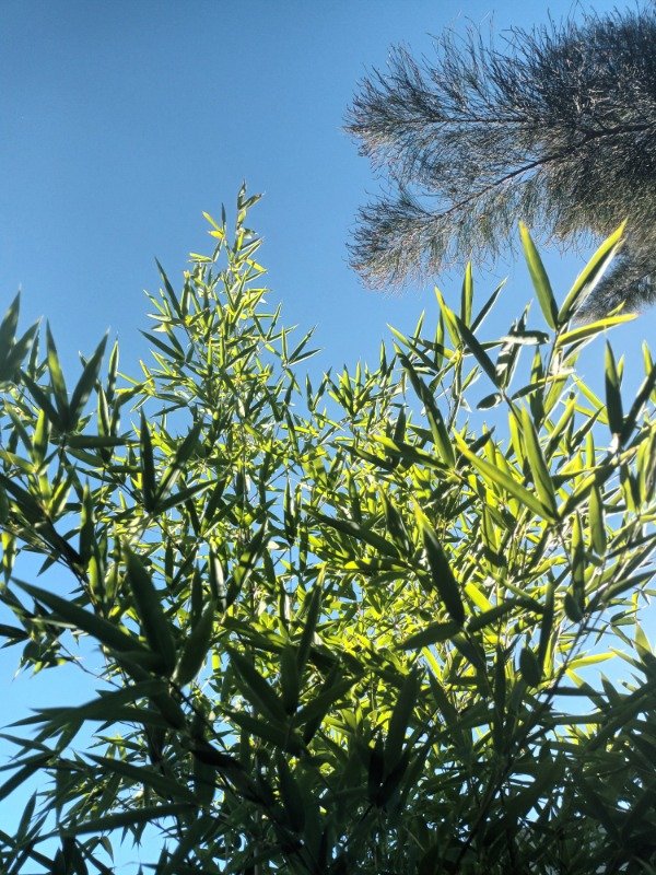 Producto - Caña Bambú Amarilla - 2