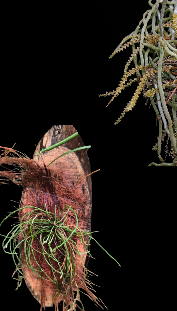 Producto - Campylocentrum Grisebachii