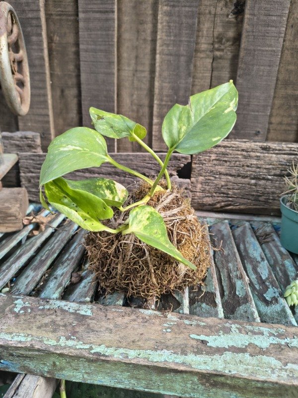 Producto - Potus - Kokedama