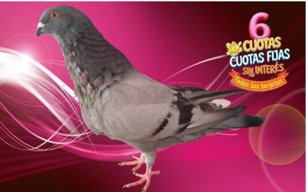 Producto - Pichon Buche Valenciano