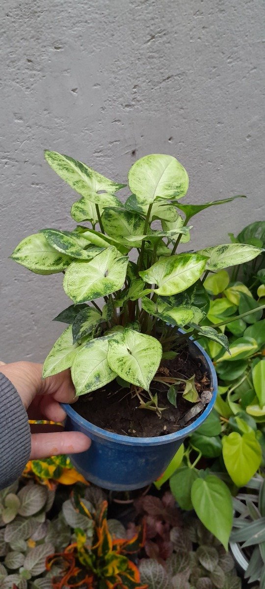Miniatura de producto - 3