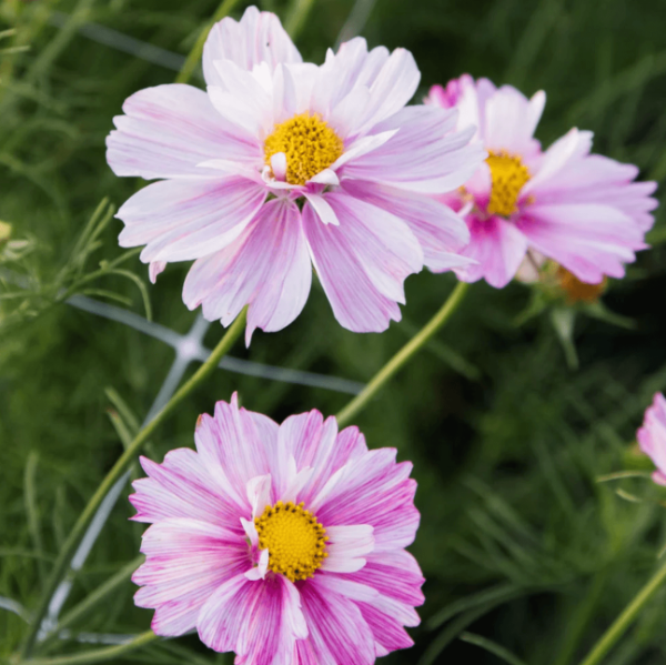 Producto - Cosmos bipinnatus Rosetta - 1