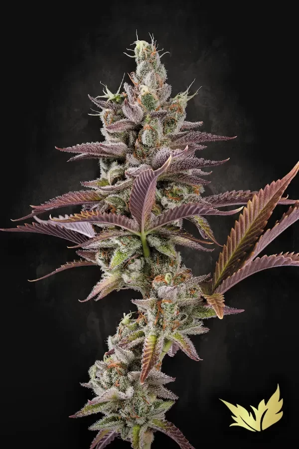 Producto - Apricot Candy Paradise Seeds