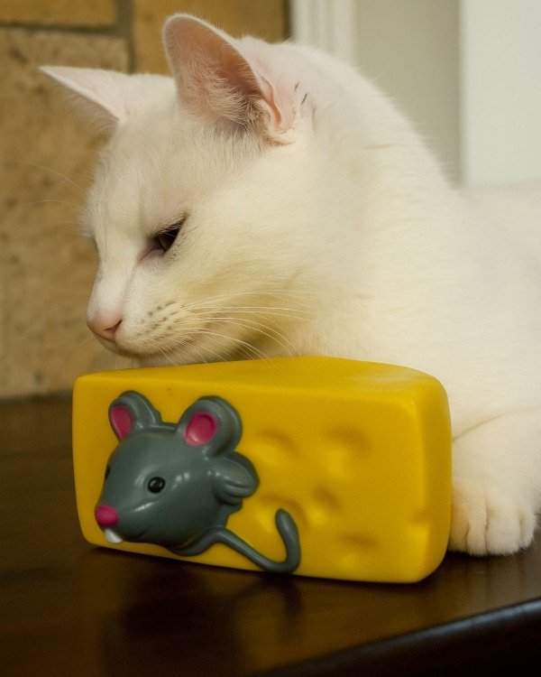 Producto - Juguete para Mascota con Chifle Queso con Ratón