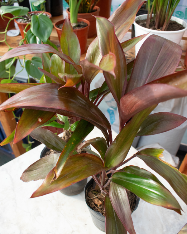 Producto - Rubra