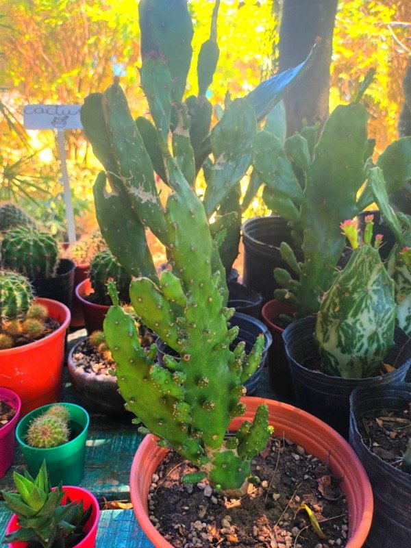 Producto - Opuntia - 2