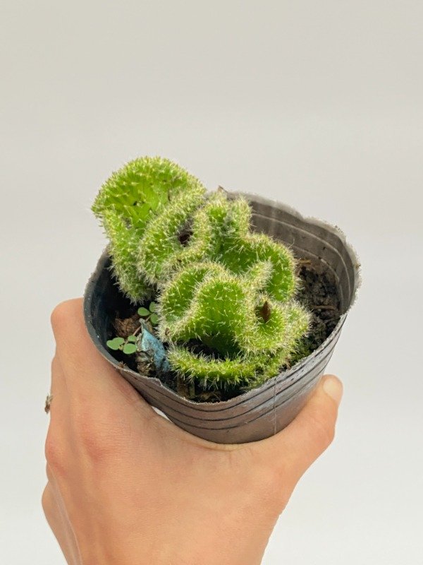 Producto - Cactus crestado en maceta N8