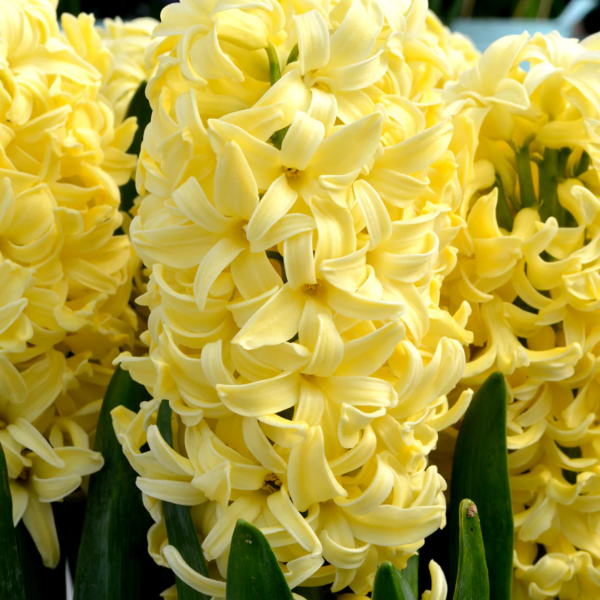 Producto - Jacinto Amarillo (en maceta)