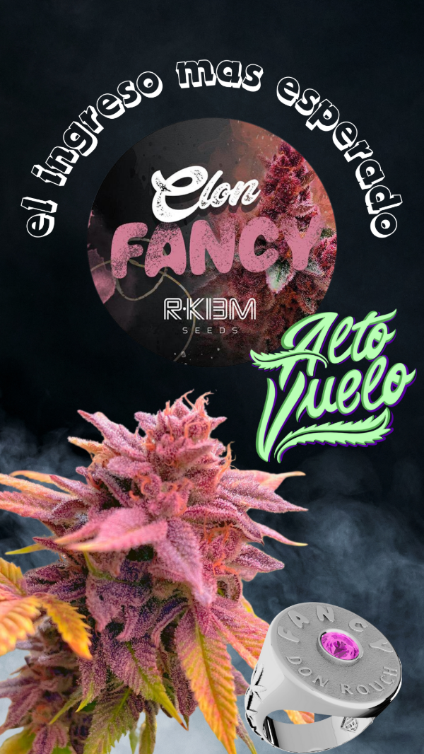 Producto - Esqueje R-kiem Fancy