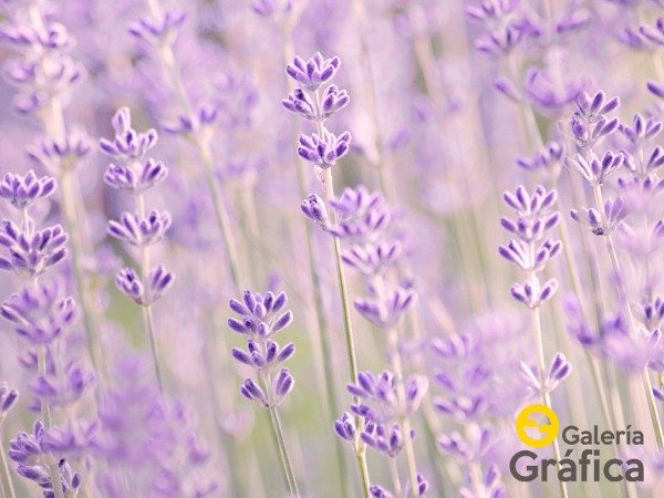 Producto - Flores FS 46
