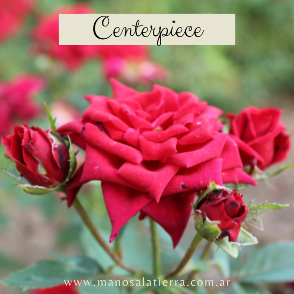 Producto - Rosal Centerpiece