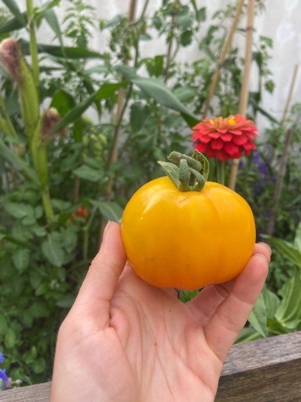 Producto - Semillas agroecologicas de tomate redondo amarillo