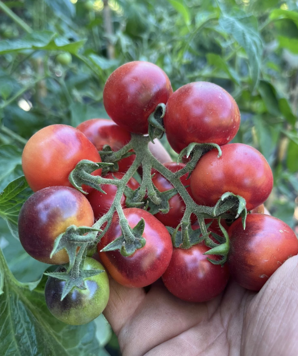 Producto - SEMILLAS DE TOMATE CHERRY LITTLE RED CORVETTE INDIGO DWARF PRINCE