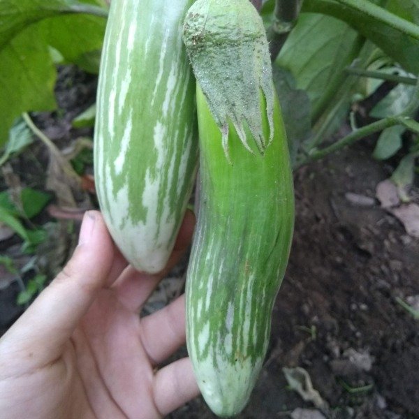 Producto - Berenjena Musaka