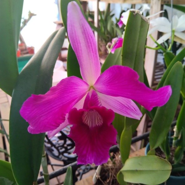 Producto - Laelia Purpurata Rubra x Self - 0