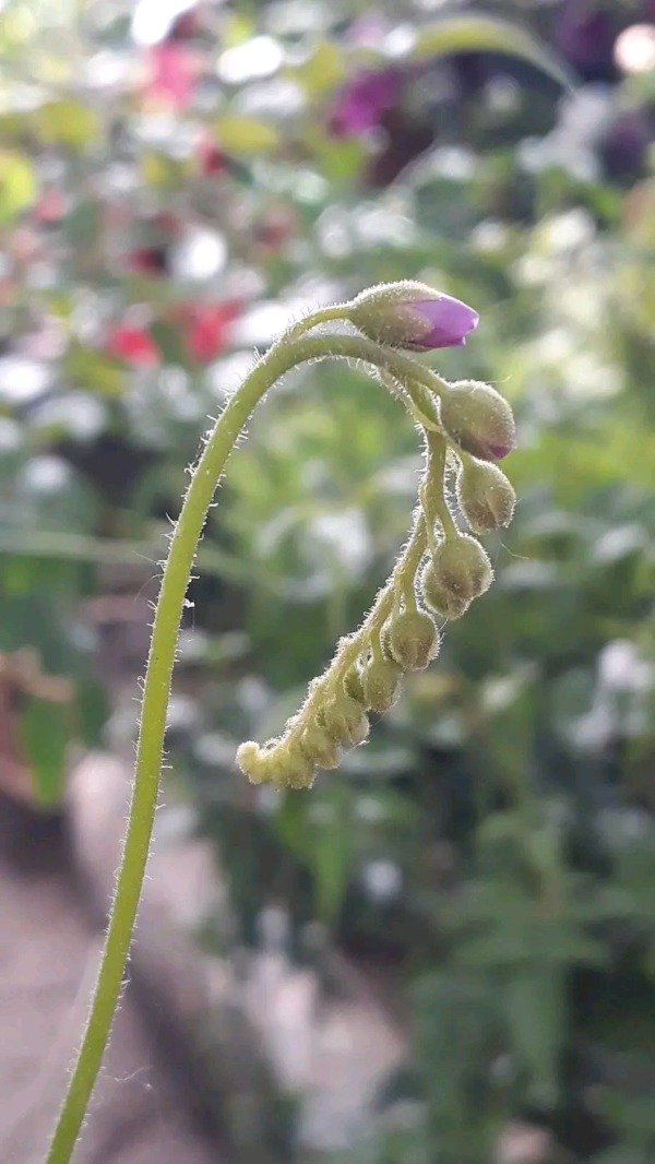 Producto - Drosera - 4