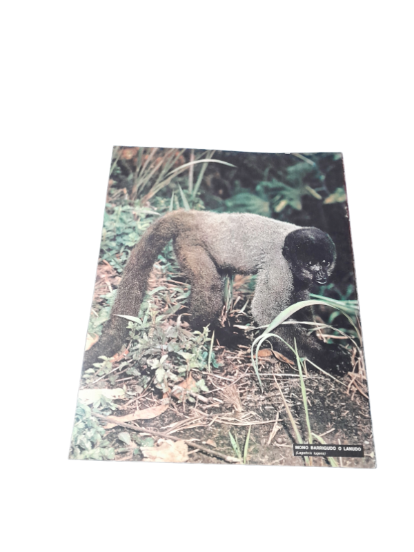 Miniatura de producto - 7