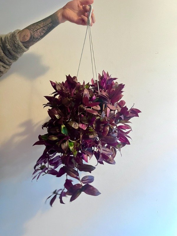Producto - Tradescantia Colgante