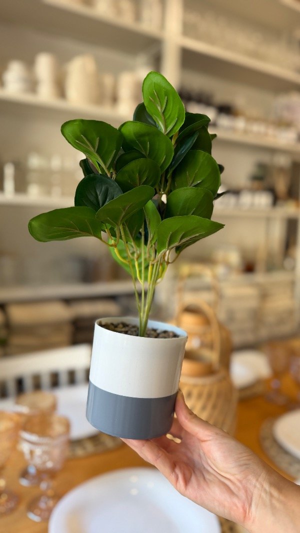 Producto - Planta Doble Color