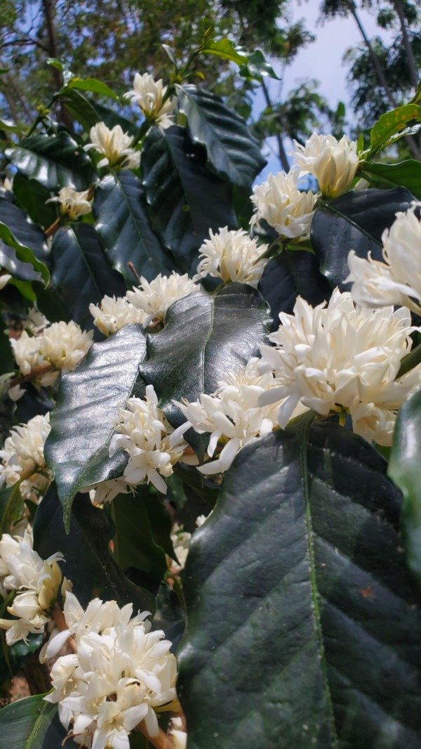 Producto - Peru HONEY x 1K