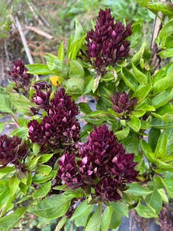 Producto - SEMILLAS DE ALBAHACA CARDINAL