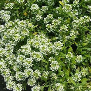 Producto - Alyssum x cajón