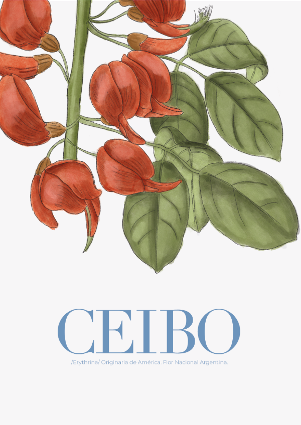 Producto - Lámina Ceibo