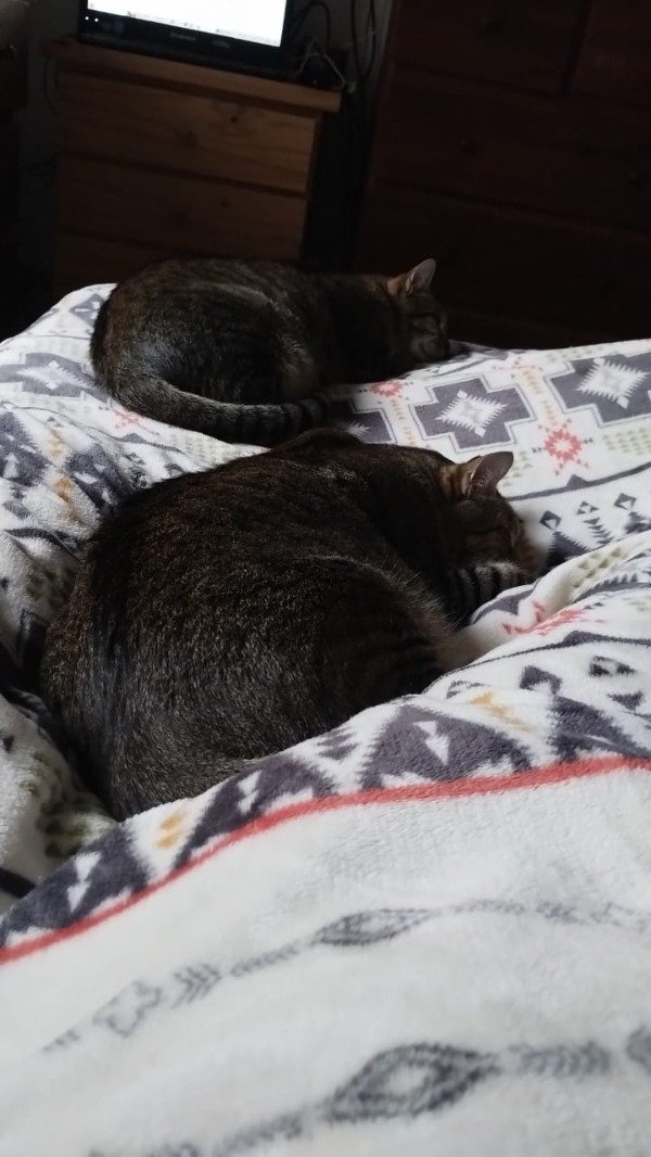 Producto - Chicles pruebaaaa