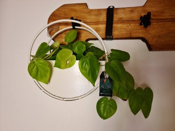 Producto - Philodendro cordatum - Hoja de corazon