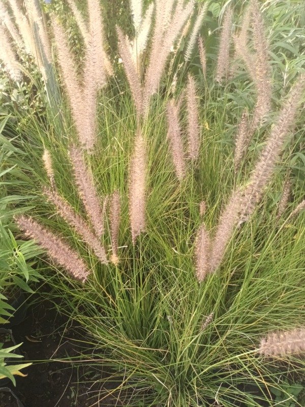 Producto - Pennisetum - 10