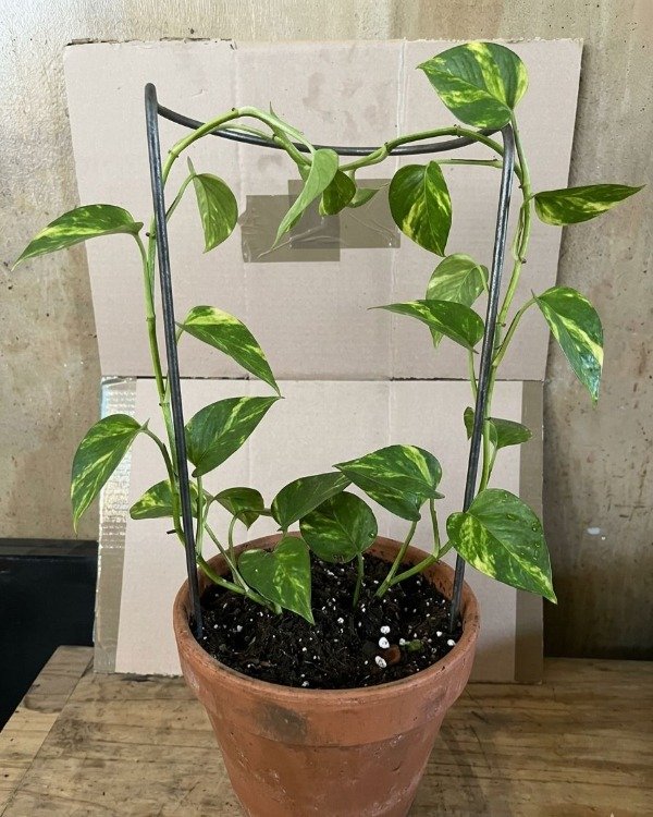 Producto - tutor para plantas en hierro macizo de 60 alto x 28diametro