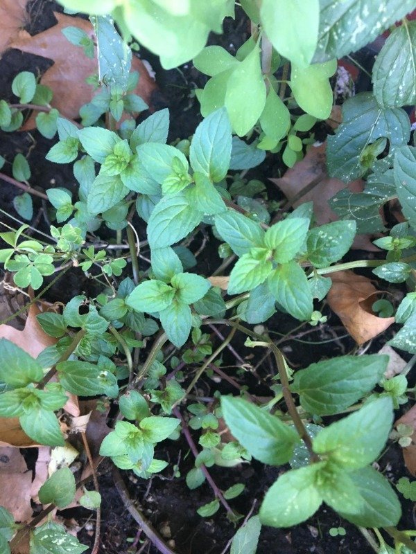 Producto - HIERBAS DEL MONTE-Peperina