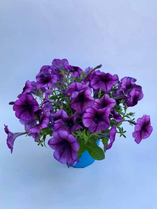 Producto - Petunia en maceta n15