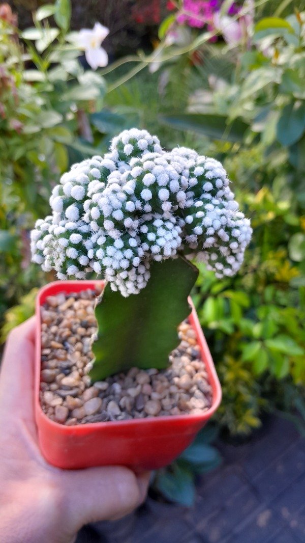Producto - Mammillaria Theresae (injertado)