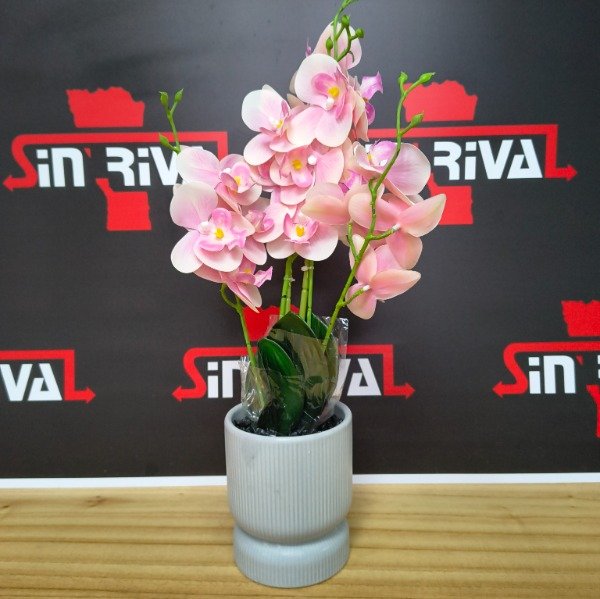 Producto - ORQUIDEA EN MACETA 9447