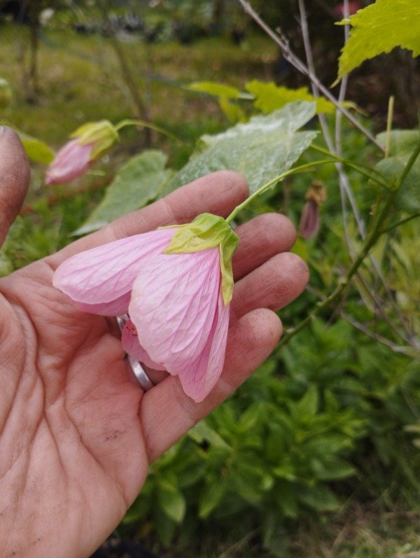 Producto - Abutilón Hybridum roseus (flor rosada)