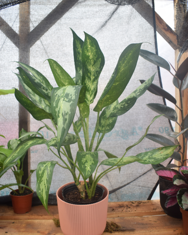 Producto - Aglaonema