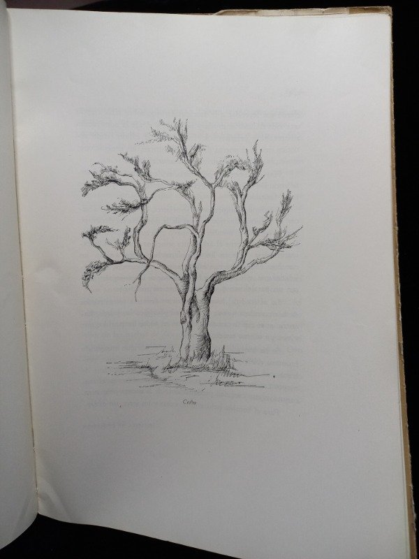 Producto - El Arbol folklore y leyendas - 7