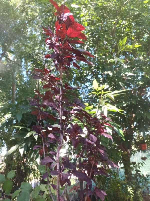 Producto - Ciruelo de Jardín - 1