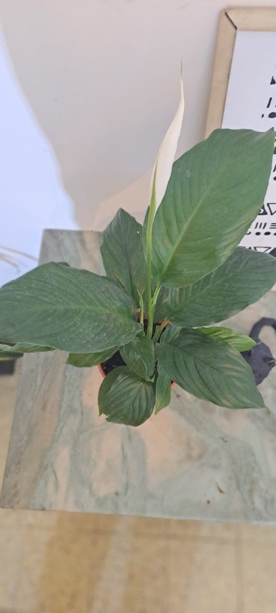 Producto - Spathiphyllum